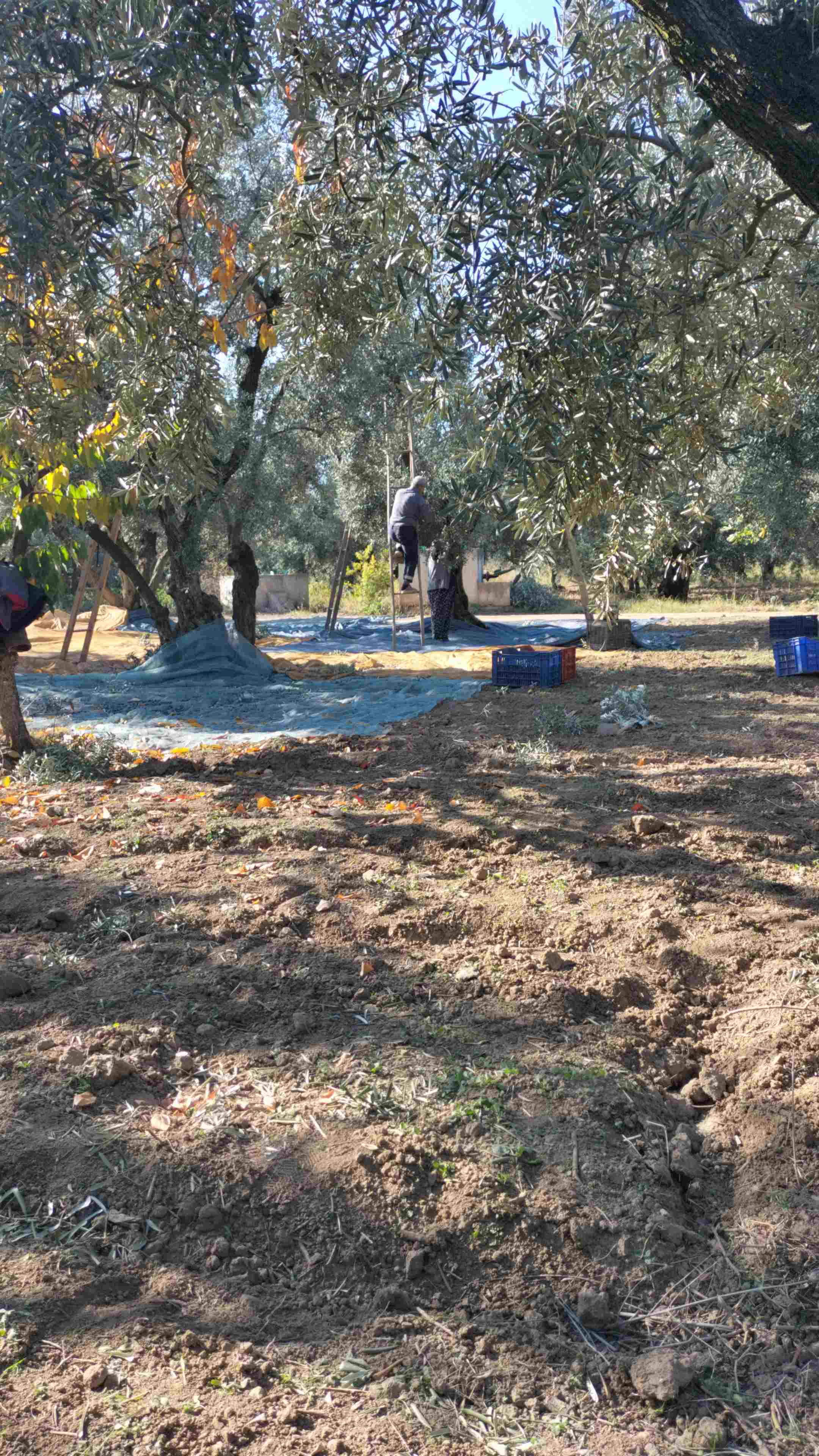 Zeytin Tarım İlaçları