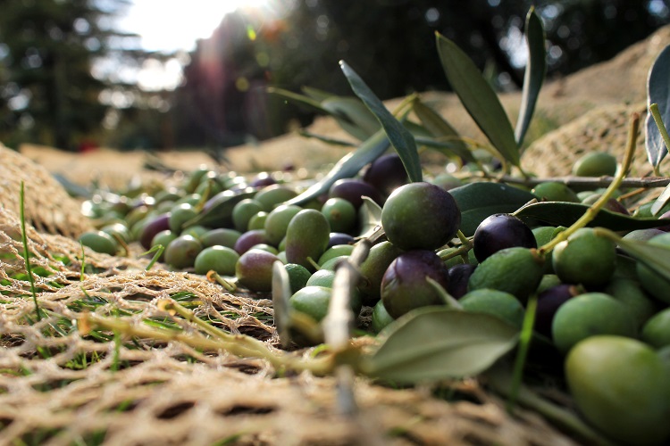 zeytin üretim yöntemleri